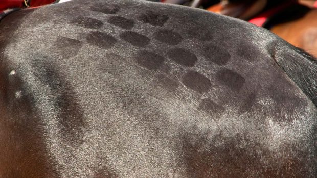 How to do quarter marks