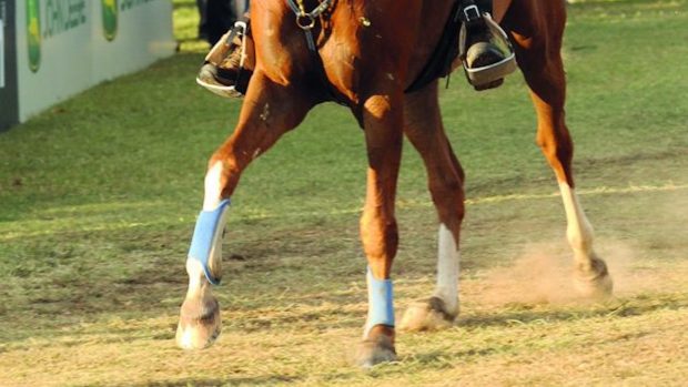 endurance world championships verona cancelled