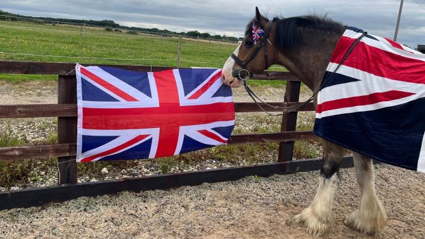 Hovis the horse pictured draped in a union flag with another fixed to the fence in front of him, plus a small flag tucked into the headpiece of his bridle