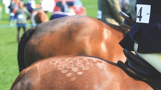 horse welfare showing