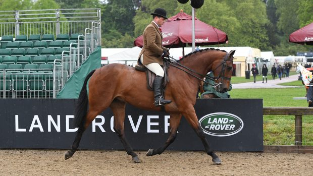 how to prepare your horse for a ride judge Somerville Lad, owned by Jill Day and exhibited by Mr Robert Walker, winners of the Novice Hunter Championship during the Royal Windsor Horse Show held in the private grounds of Windsor Castle in Berkshire in the UK between on 8th-12th May 2019